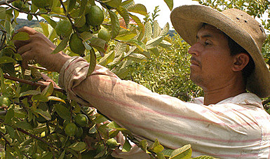 ATENCIÓN JORNALEROS AGRÍCOLAS.