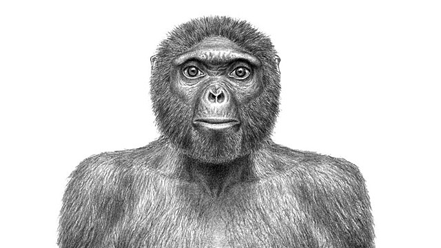 Descubrimiento de Ardi (Biologia Evolutiva)