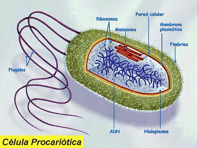 "Nace" la primera célula viva con ADN sintético (Biología)