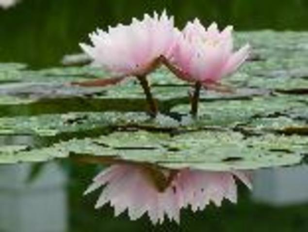 475 miljoner år sedan – Livet på land