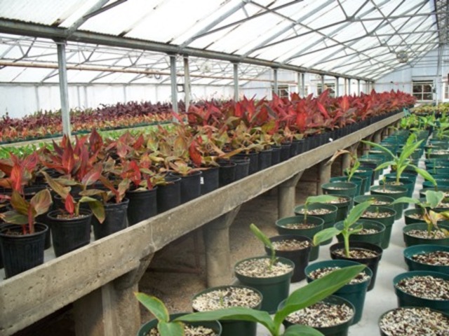 Revised safety guidelines for recombinant DNA