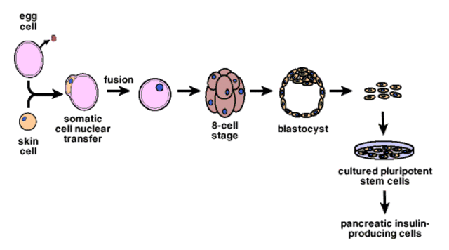 Cloning experiments were conducted