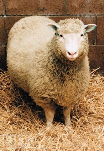 Dolly the sheep is cloned from adult cell