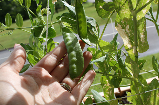 Gregor Mender. an Austrian monk working with pea plants, discovered the simple laws of inheritance of traits that allowed one to predict the outcome of crosses with certain traits.