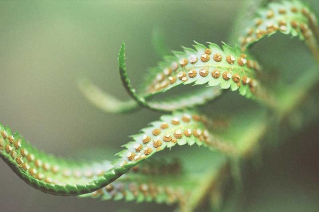 Flercelliga växter och djur