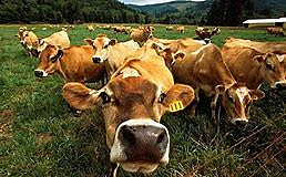 Ned Kelly left School