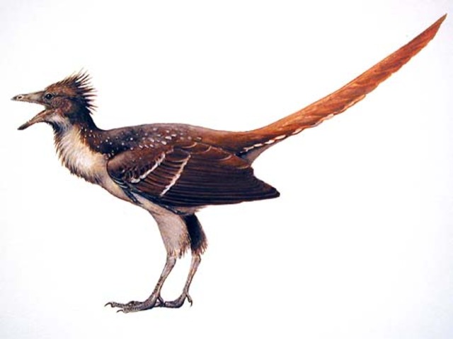 De första fåglarna