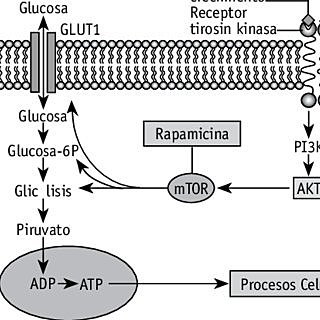 El descubrimiento de la rapamicina (Medicina)