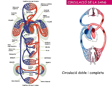 La circulació de la sang
