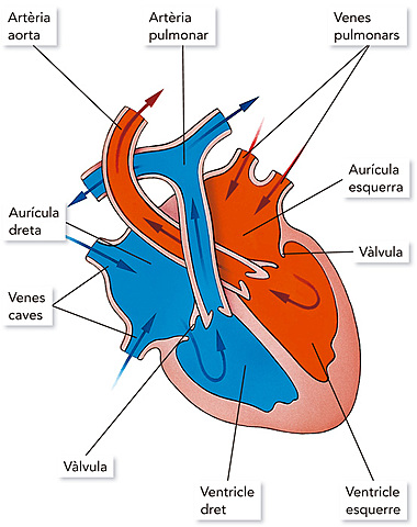 Descobriment de la circulació de la sang