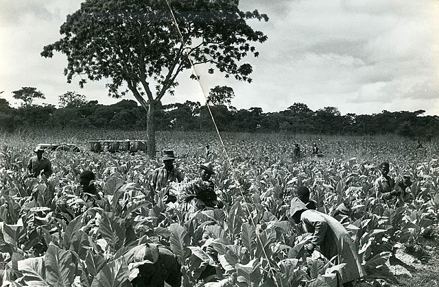 Tobacco Was Export to England For The First Time
