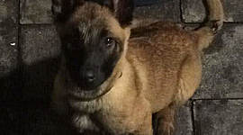 Timeline: Linea del tiempo