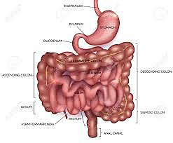otros elementos de la medicina islamica