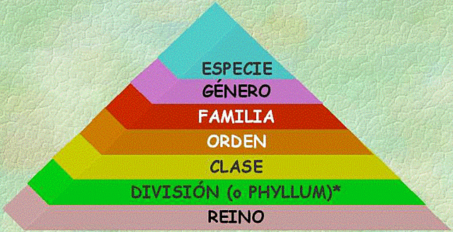 clasificacion formal de los seres vivos