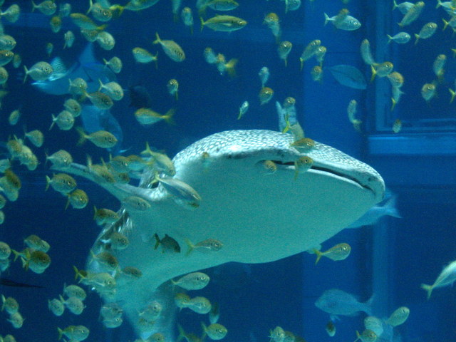 Osaka Aquarium (Kaiyukan)