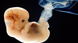 Timeline: Ontogénesis del Sistema Nervioso