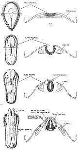 Inducción dorsal y ventral