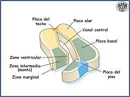 Zona ependimaria o subventricular.