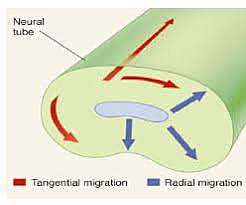 Periodo de migración