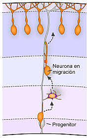 Migración neuronal