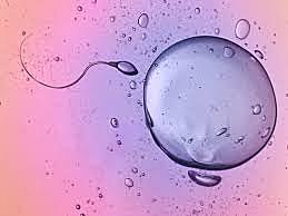 Fecundación