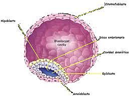 Formación de bastocitos