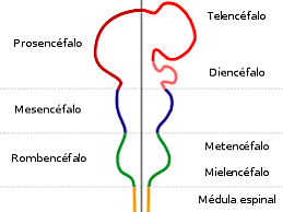 Formación de vesículas