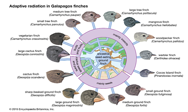 Charles Darwin (1809-1822)