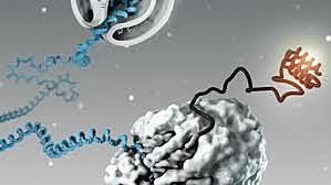 Silenciar genes para curar (Genética)