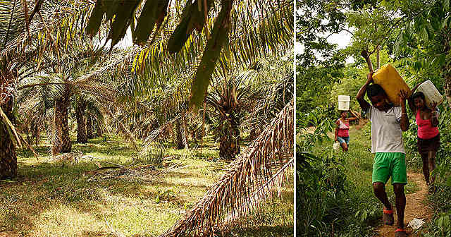 Palma africana en Colombia