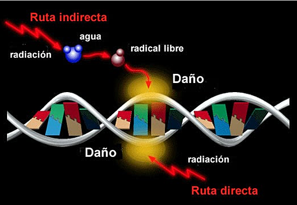 SE DESCUBREN LOS MECANISMOS DE REPARACIÓN DEL ADN
