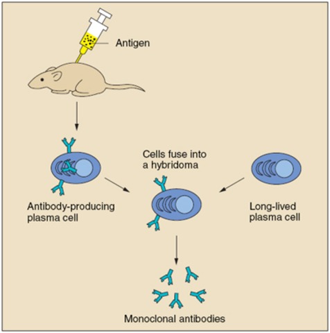 Monoclonal antibody technology