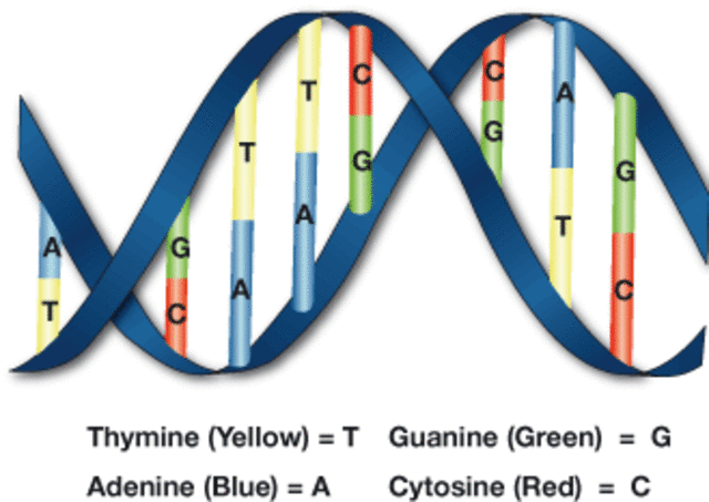Found a way to sequence DNA