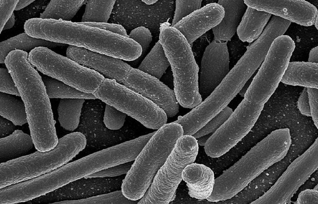 Place a human insulin gene inside bacteria