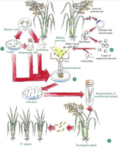 Agrobacterium-mediated gene transfer