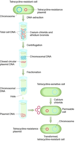 DNA plasmids were isolated