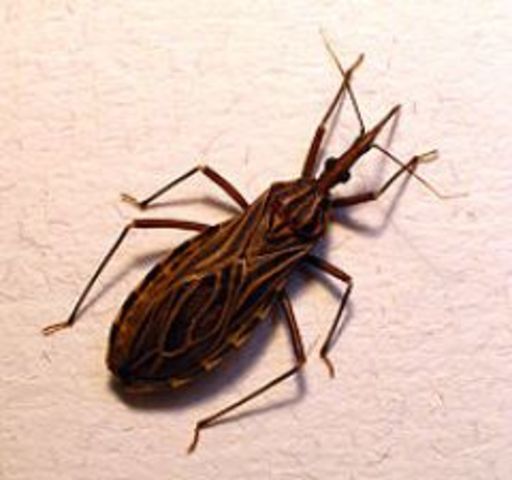 Kohlberg contracted a tropical parasite while doing cross cultural work in Belize