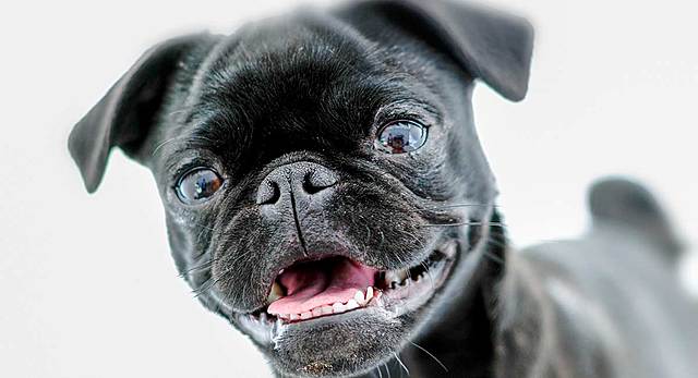 Pug