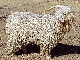 The Agricultural Act of 1954