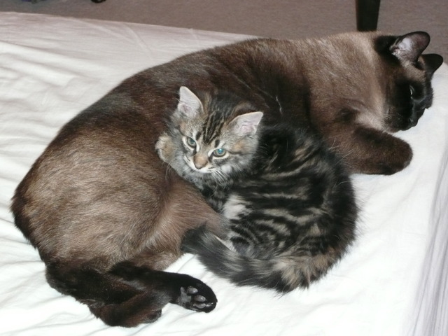 Welcome to the family Cha Cha