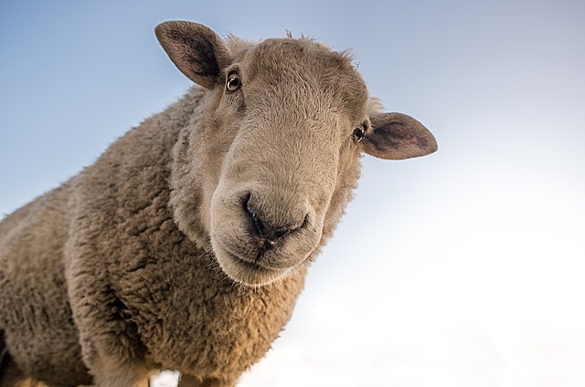 The National Wool Act of 1954
