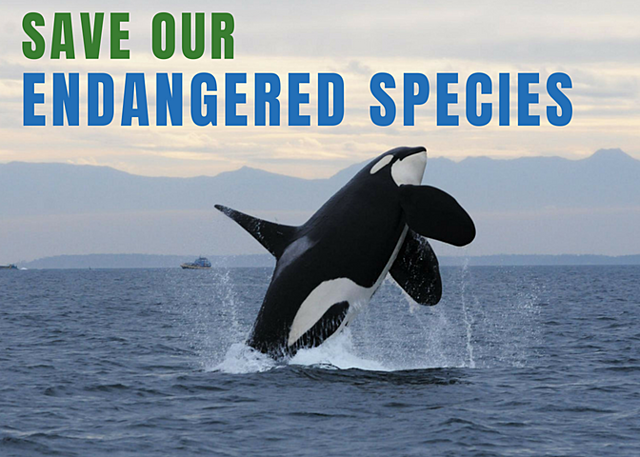 Endangered Species Act