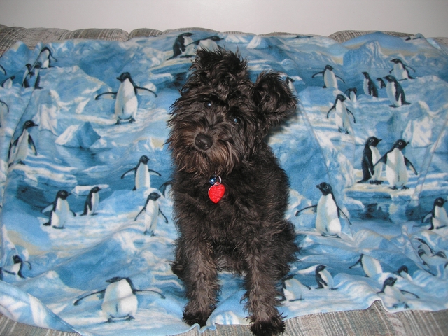 gaviota became part of our family