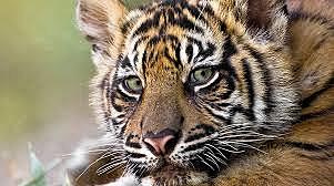 EPA, Endangered Species Act