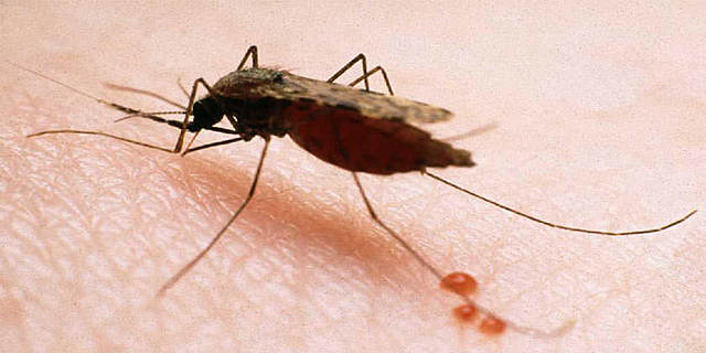 La malaria