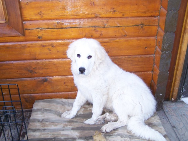 We adopted a dog, Zeus, from a breeder of Great Pyrenese's
