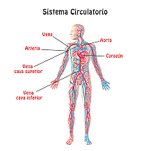 sistema circulatorio