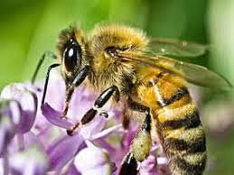 Protection and funding for bees