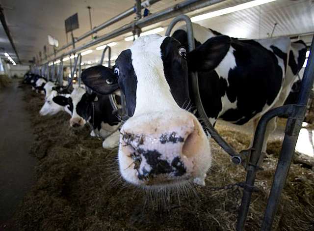 Leaps and bounds for dairy producers