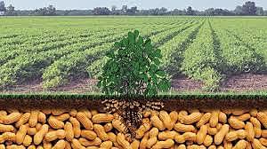 Peanut farming upgrades